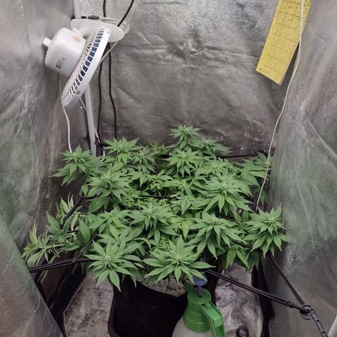 Bruce Banner growlog timeline photo
