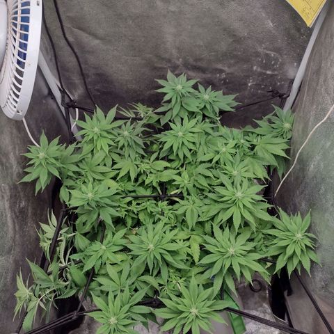 Bruce Banner growlog timeline photo