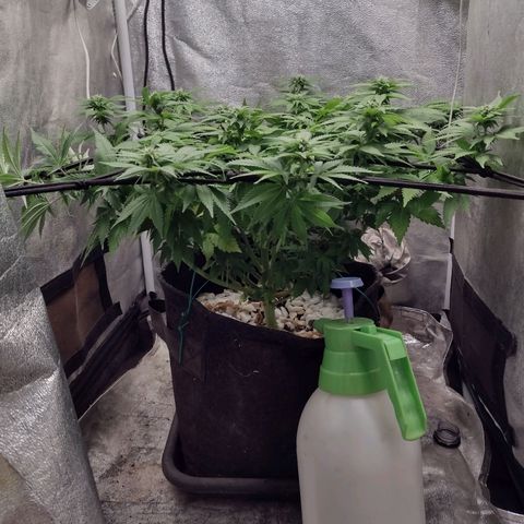 Bruce Banner growlog timeline photo