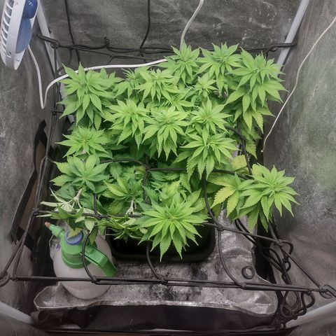 Bruce Banner growlog timeline photo