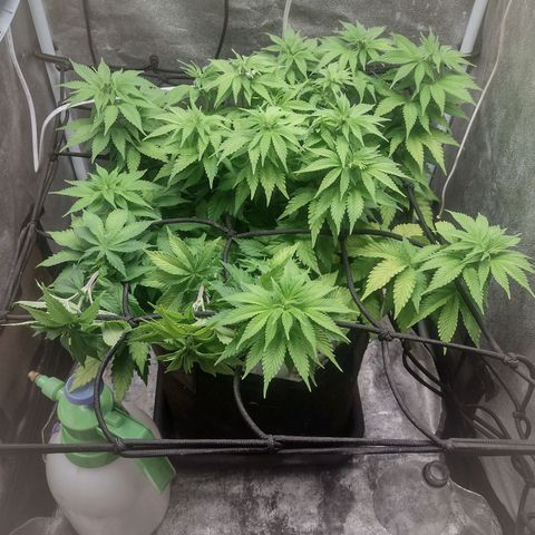 Bruce Banner growlog timeline photo