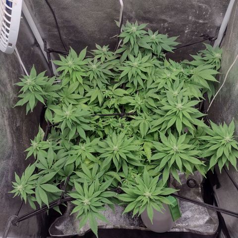Bruce Banner growlog photo: Sem 6