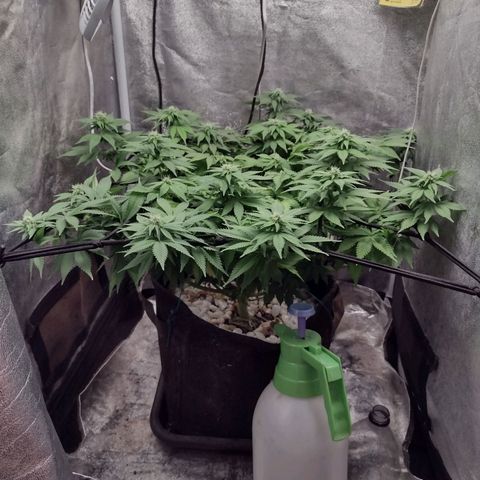 Bruce Banner growlog photo: Sem 6