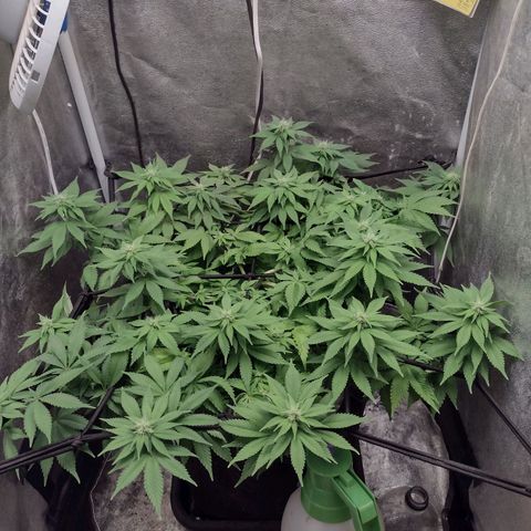 Bruce Banner growlog photo: Sem 6