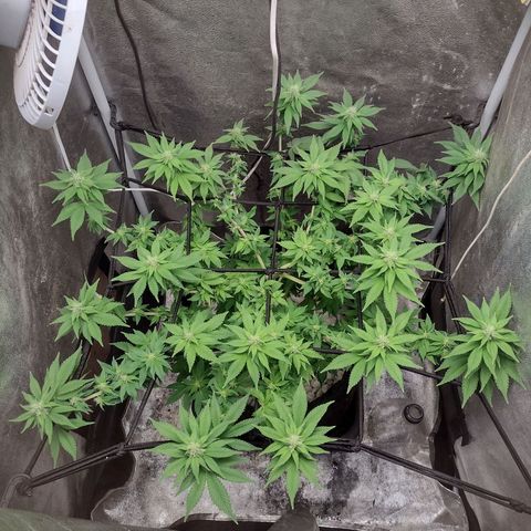 Bruce Banner growlog timeline photo