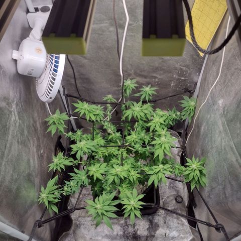 Bruce Banner growlog timeline photo