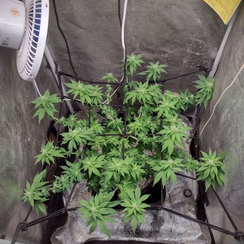 Bruce Banner growlog timeline photo