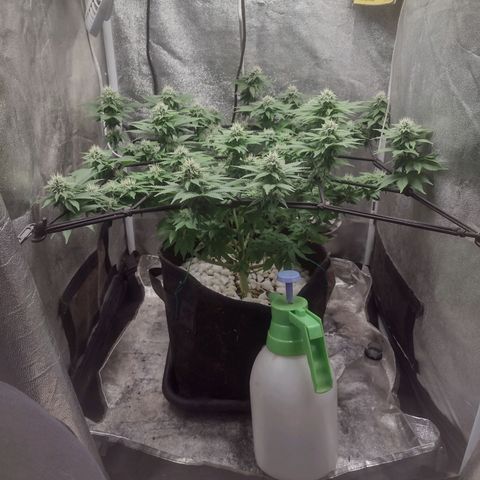 Bruce Banner growlog timeline photo
