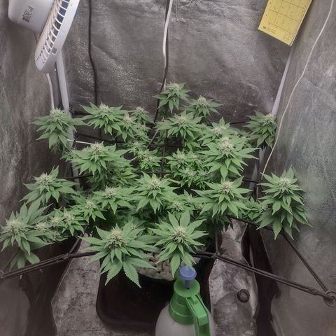 Bruce Banner growlog timeline photo