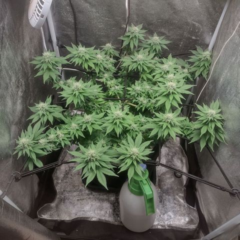 Bruce Banner growlog timeline photo