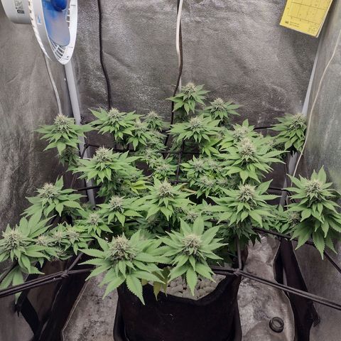Bruce Banner growlog timeline photo