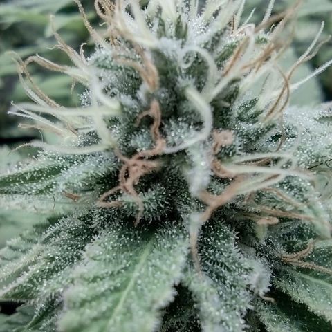 Bruce Banner growlog timeline photo