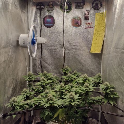 Bruce Banner growlog timeline photo