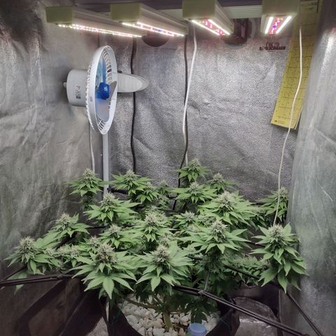 Bruce Banner growlog timeline photo