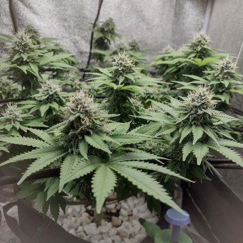 Bruce Banner growlog timeline photo