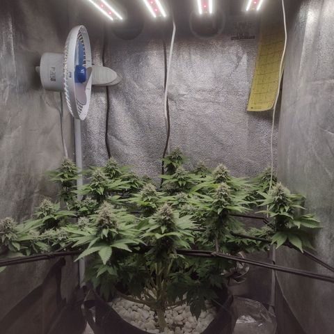 Bruce Banner growlog timeline photo