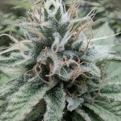 Bruce Banner growlog timeline photo