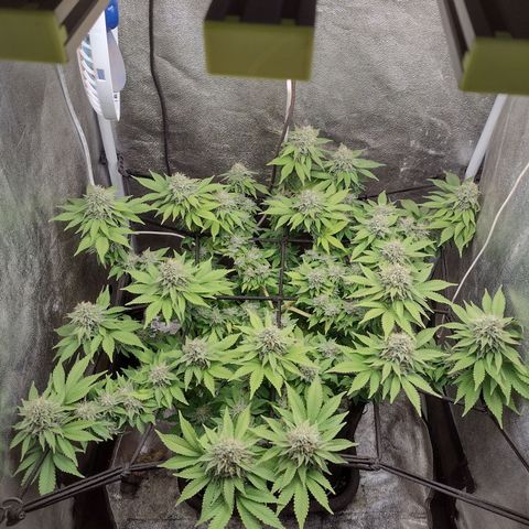Bruce Banner growlog timeline photo