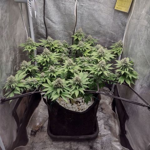 Bruce Banner growlog timeline photo