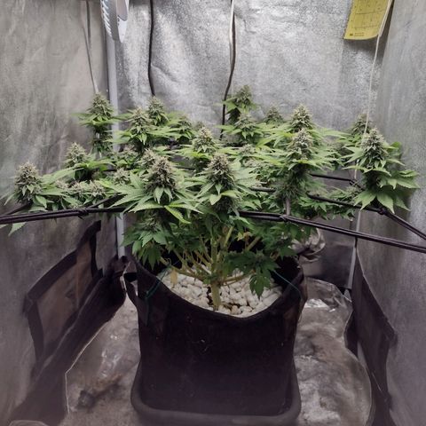 Bruce Banner growlog timeline photo