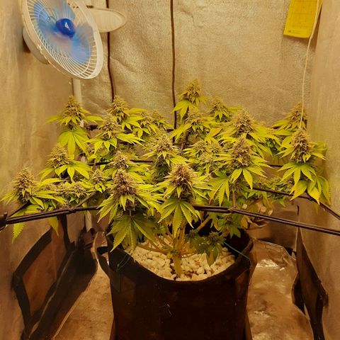 Bruce Banner growlog timeline photo