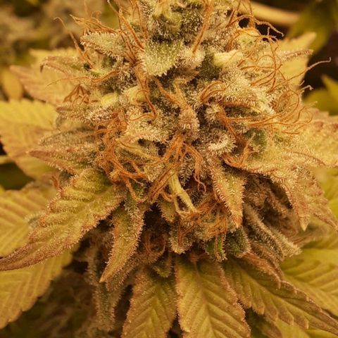 Bruce Banner growlog timeline photo
