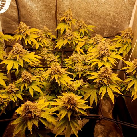 Bruce Banner growlog timeline photo