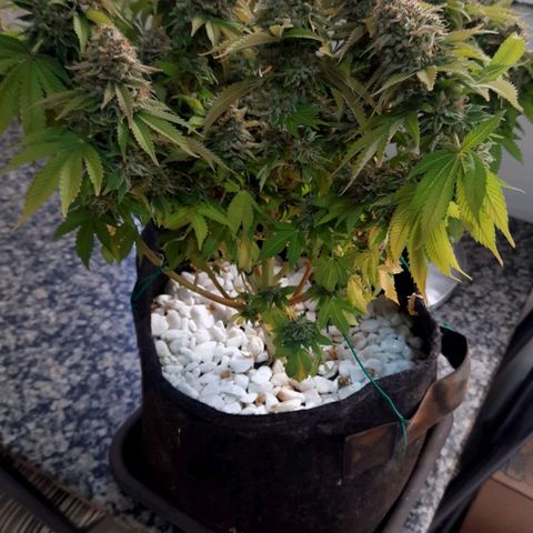 Bruce Banner growlog timeline photo