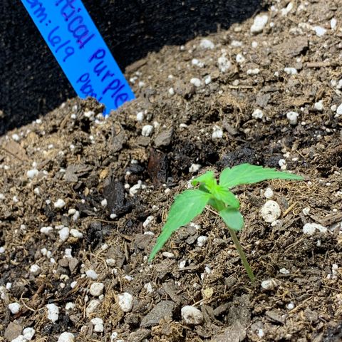 Unknown strain growlog timeline photo