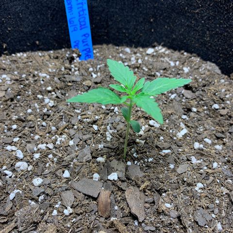 Unknown strain growlog photo: 5cm