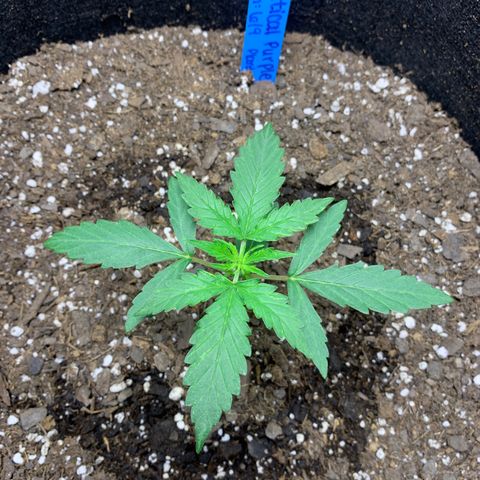Unknown strain growlog timeline photo