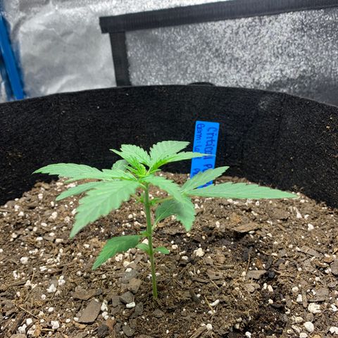 Unknown strain growlog photo: 9cm