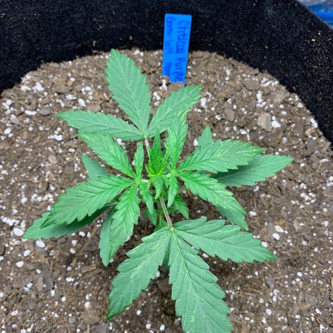 Unknown strain growlog timeline photo