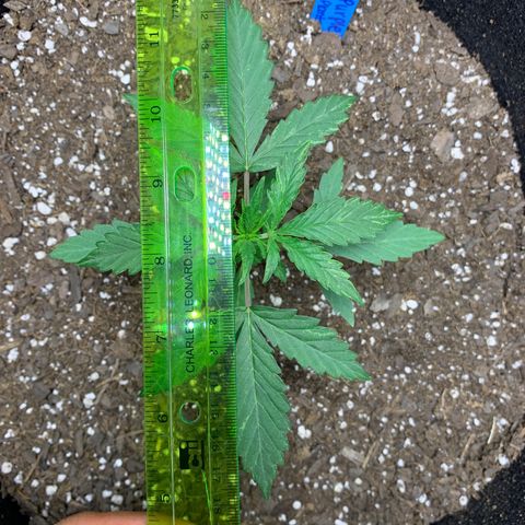 Unknown strain growlog timeline photo