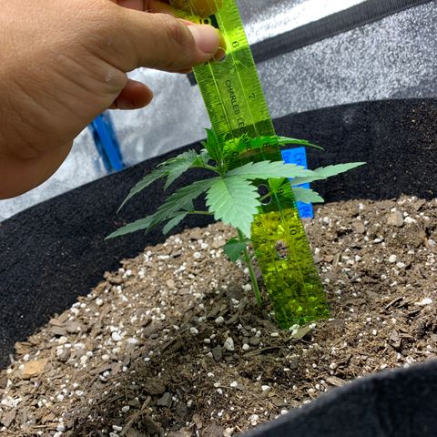 Unknown strain growlog timeline photo