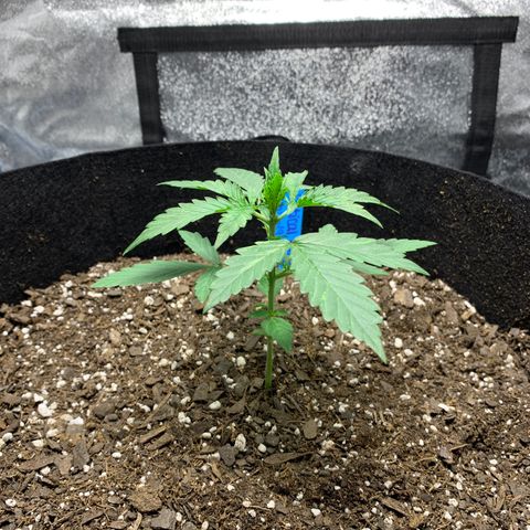 Unknown strain growlog timeline photo