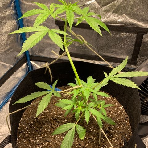 Unknown strain growlog timeline photo