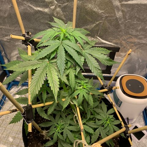 Unknown strain growlog timeline photo