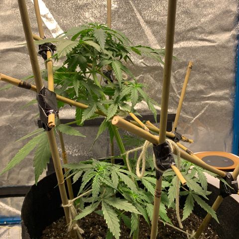 Unknown strain growlog timeline photo
