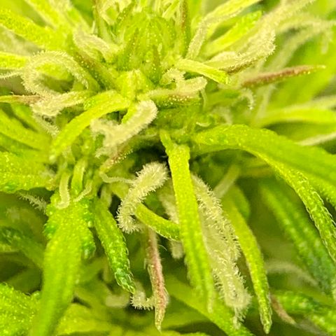 Unknown strain growlog timeline photo