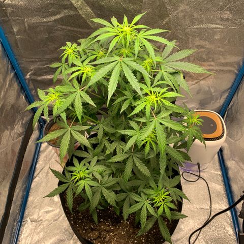 Unknown strain growlog timeline photo