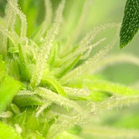 Unknown strain growlog timeline photo