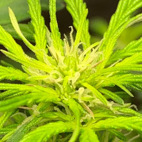 Unknown strain growlog timeline photo