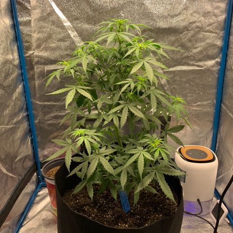 Unknown strain growlog timeline photo