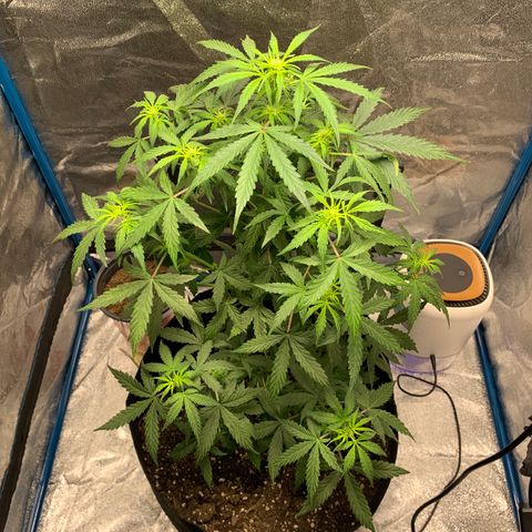 Unknown strain growlog timeline photo