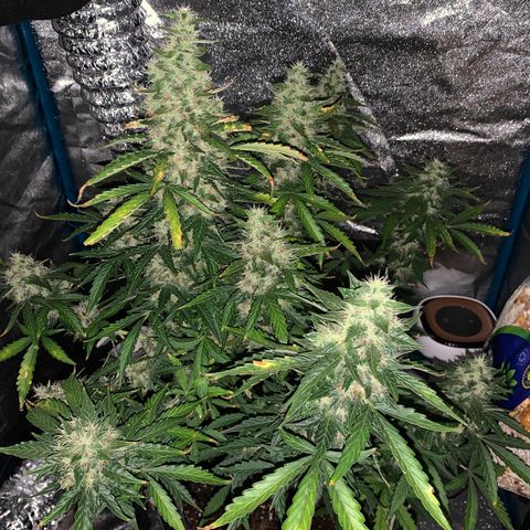 Unknown strain growlog timeline photo