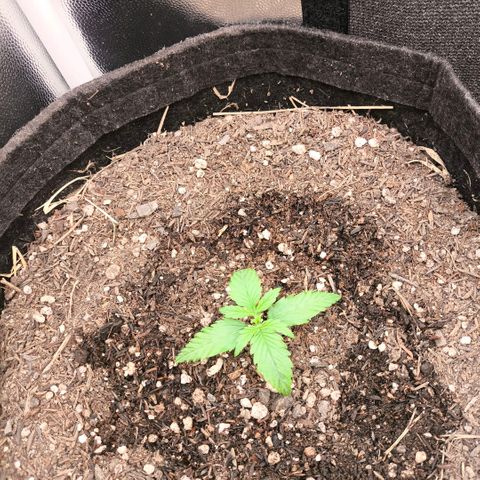 Afeghan e gorillaz growlog photo: Rega 500 ml 
Ppfd 450
Ur 70%
28 dia
22 noite 