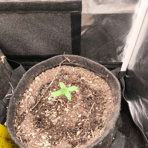 Afeghan e gorillaz growlog photo: Rega 500 ml 
Ppfd 450
Ur 70%
28 dia
22 noite 