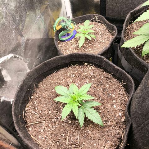 Afeghan e gorillaz growlog timeline photo