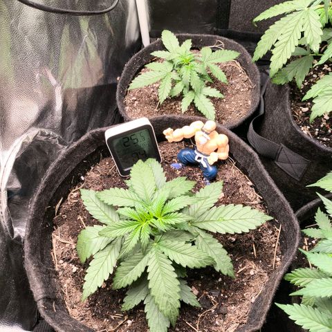 Afeghan e gorillaz growlog photo: Rega 750 ml 